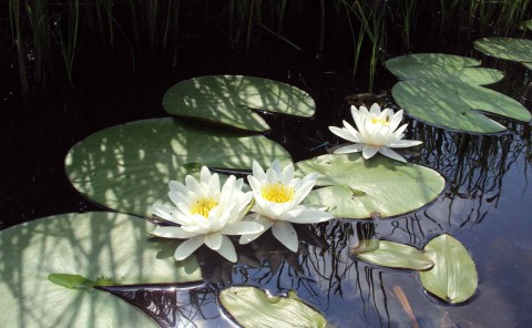 Белые лилии на Чёрном озере